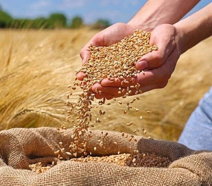 خرید 370 هزار تن گندم مازاد در آذربایجان شرقی