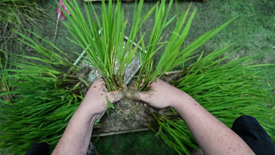 Chinese scientists develop self-reproducing hybrid rice
