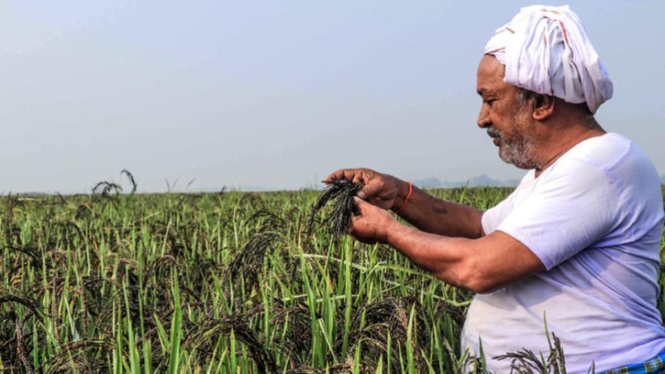 Who owns basmati? Nepal enters global battle over prized grain
