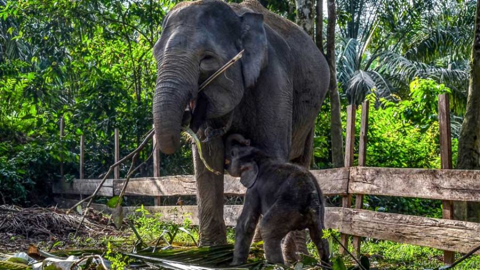 Inbreeding in elephants found to cause health issues, according to latest Malaysian study