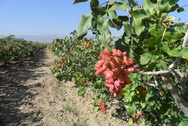 اطلاعیه سازمان حفظ نباتات برای صادرکنندگان پسته