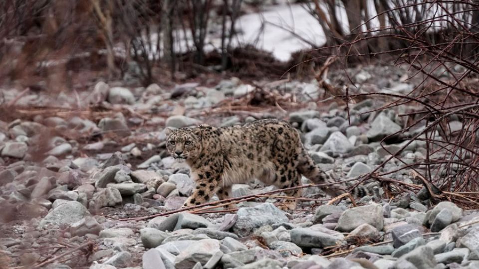 Bhutan’s leopards co-exist with growing tiger population, according to latest nationwide study