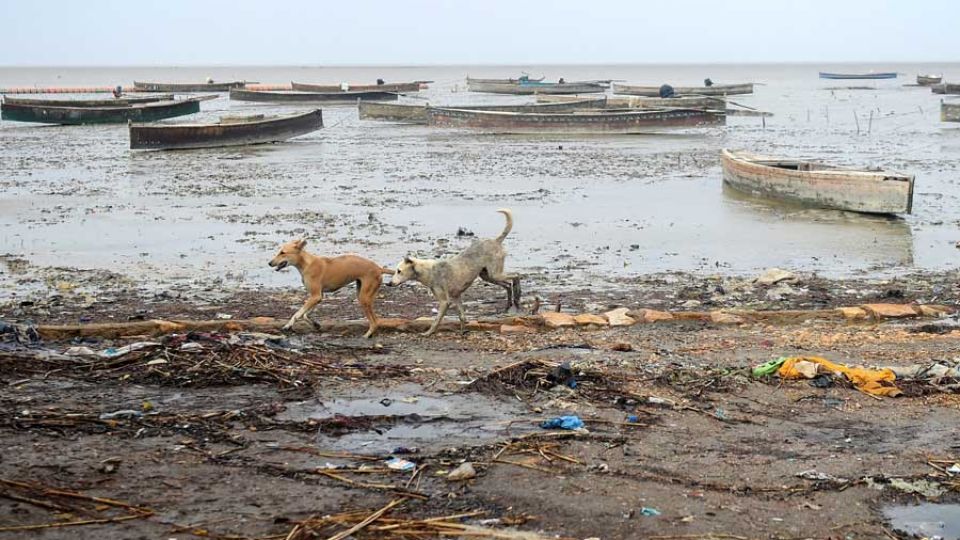 Official ‘kidnapped, tortured’ for culling dogs in Pakistan