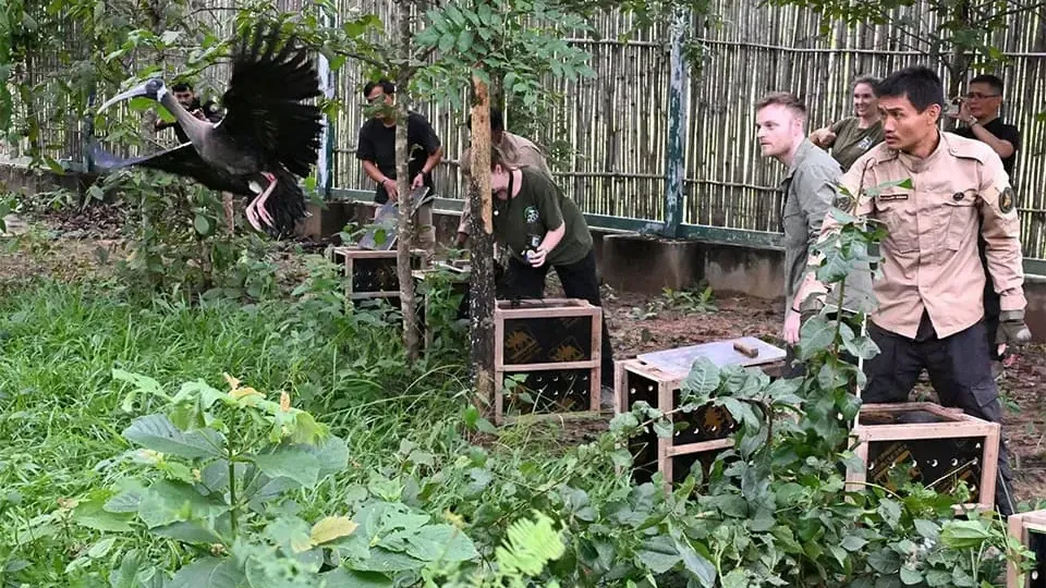 Captive-bred ibis released into wild in world first in Cambodia