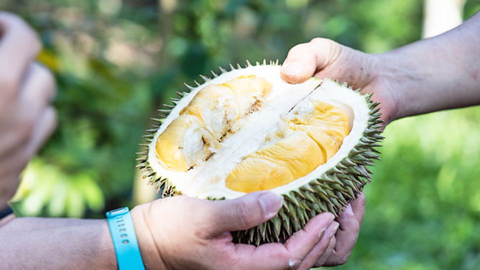 Brunei’s durian season survival guide