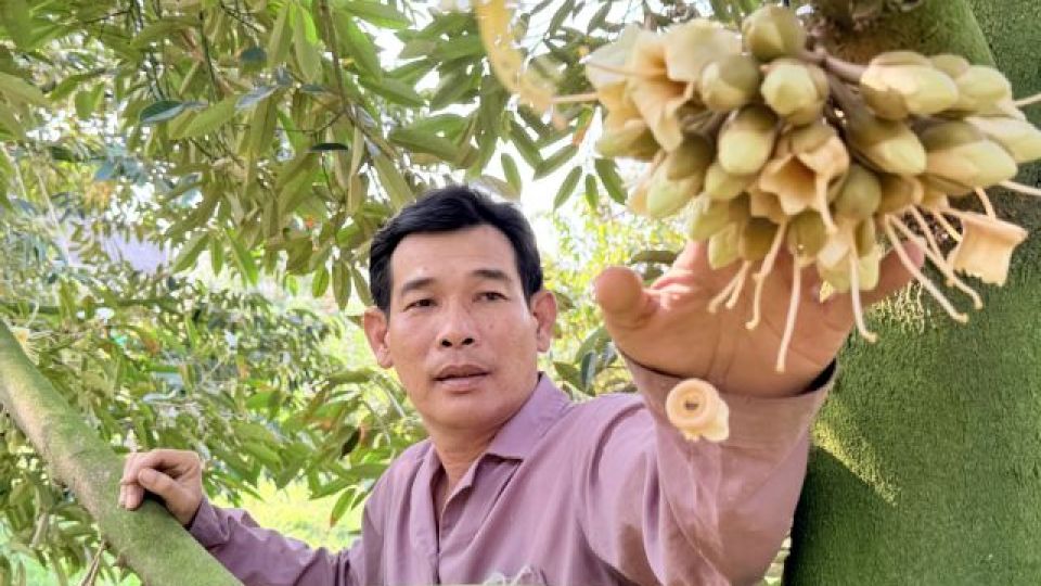 After boom, Vietnam’s durian industry seeks higher value