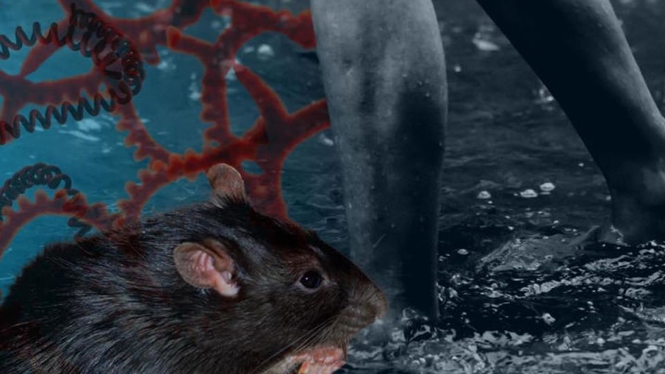 Leptospirosis cases surge in Metro Manila after widespread flooding