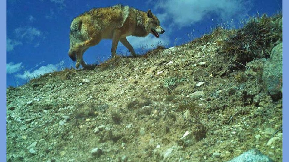 Bhutan’s wolves belong to ancient Himalayan wolf lineage: study