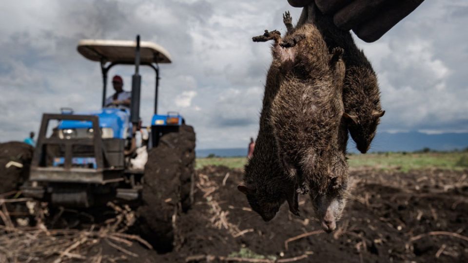 Rats, drought compound woes for farmers in Indonesia’s Central Java