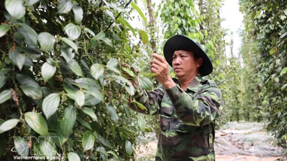 Vietnam’s pepper exports grow strongly, spice industry eyes higher value