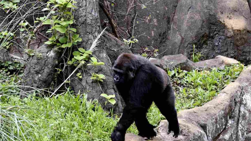 Japan’s zoos, aquariums change long-standing practices over animal welfare concerns