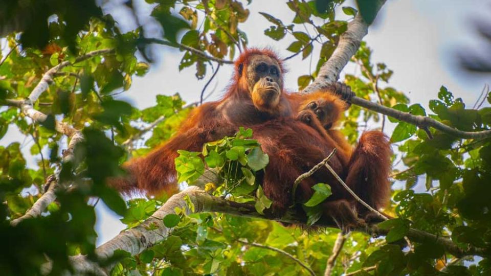 As Indonesia’s forests fragment, arboreal bridges offer orangutans a lifeline