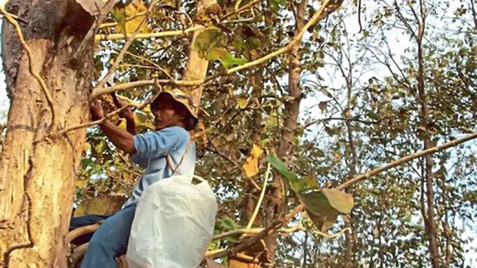Malaysian entrepreneur works with Orang Asli indigenous communities to harvest wild honey