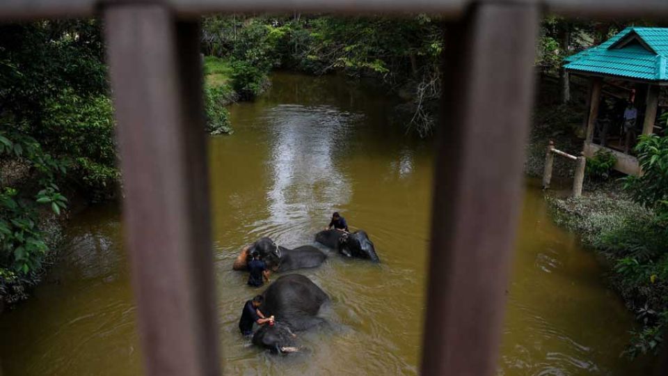 “Malaysian authorities safely relocates injured wild elephant seen on East-West Highway “