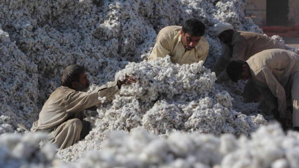 Surge in cotton production brings relief to growers, ginners in Pakistan’s Sindh