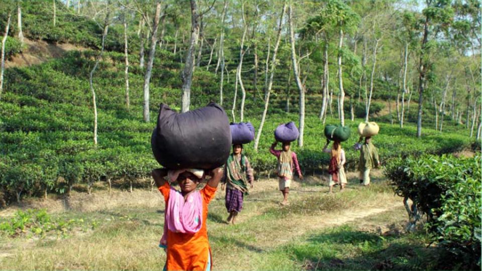 Behind every cup: The mental toll on Bangladesh’s women tea workers