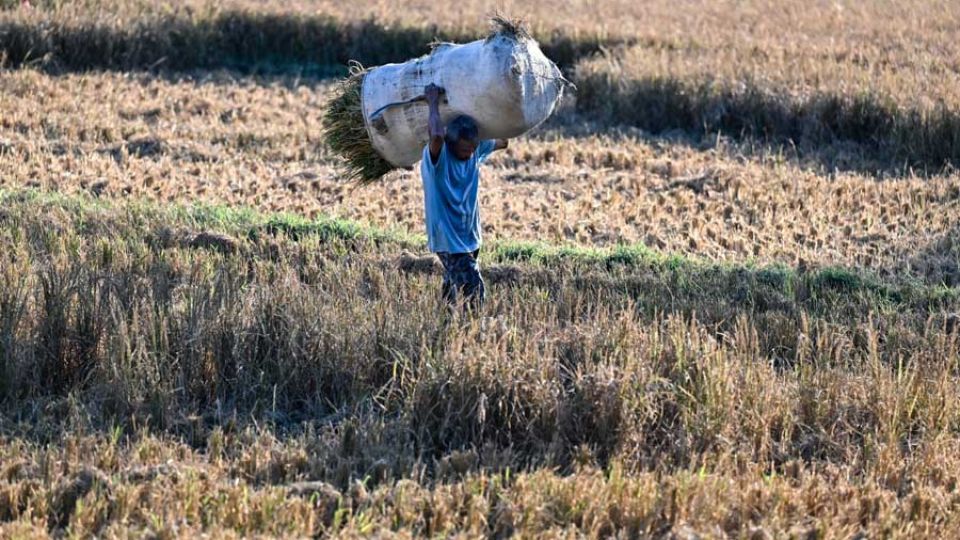 Global food system faces mounting resilience crisis