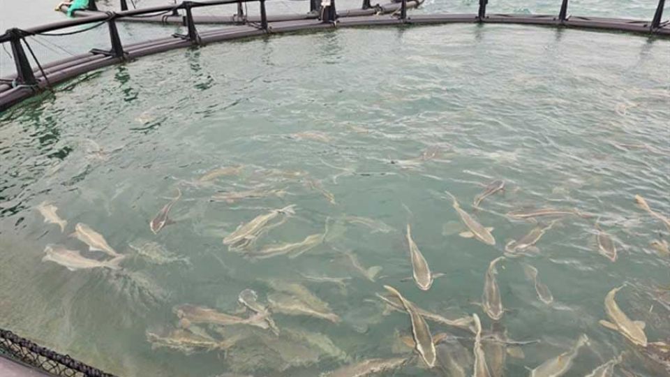 Vietnam’s Khanh Hoa province advances technology-driven marine economy