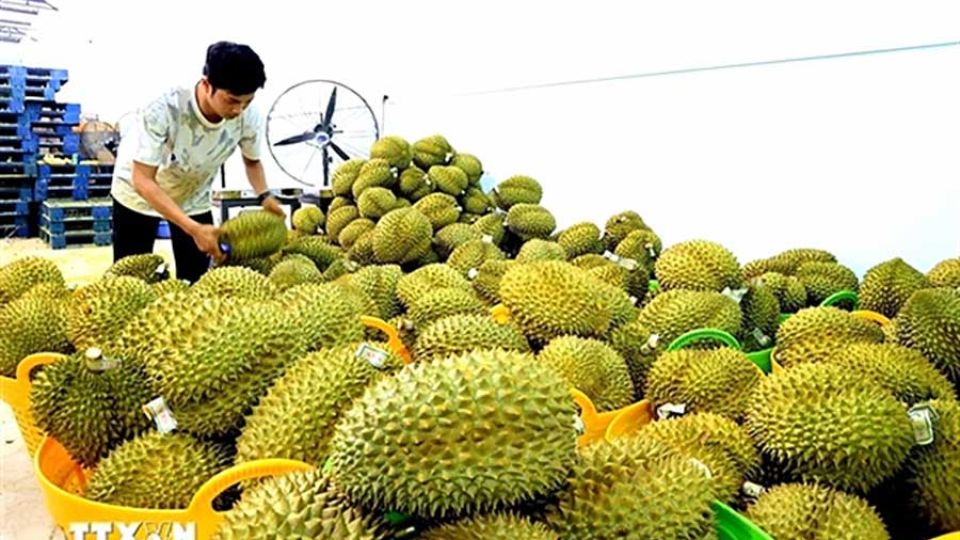 Vietnam’s agricultural, forestry and fishery exports reach nearly $49.3 billion after eight months