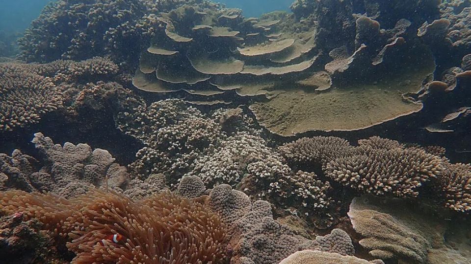 Corals in East Asian Seas holding out as world’s coral reefs shrink due to more frequent marine heatwaves