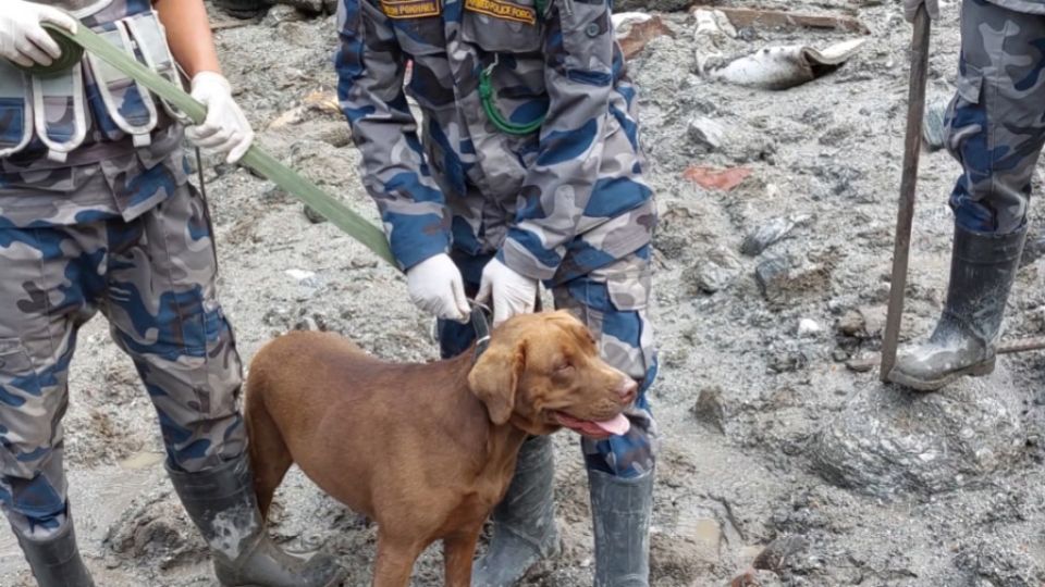 The search dog helping find bodies buried by Nepal’s floods