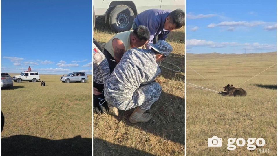 Pine nut harvesting banned in Mongolia amid food shortages for wildlife