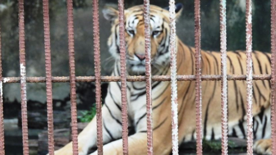 In Nepal, more tigers mean more conflict, but too little room for those rescued