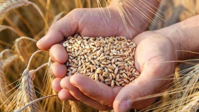 شیوه خرید گندم نیازمند اصلاح و استفاده از ظرفیت بورس است