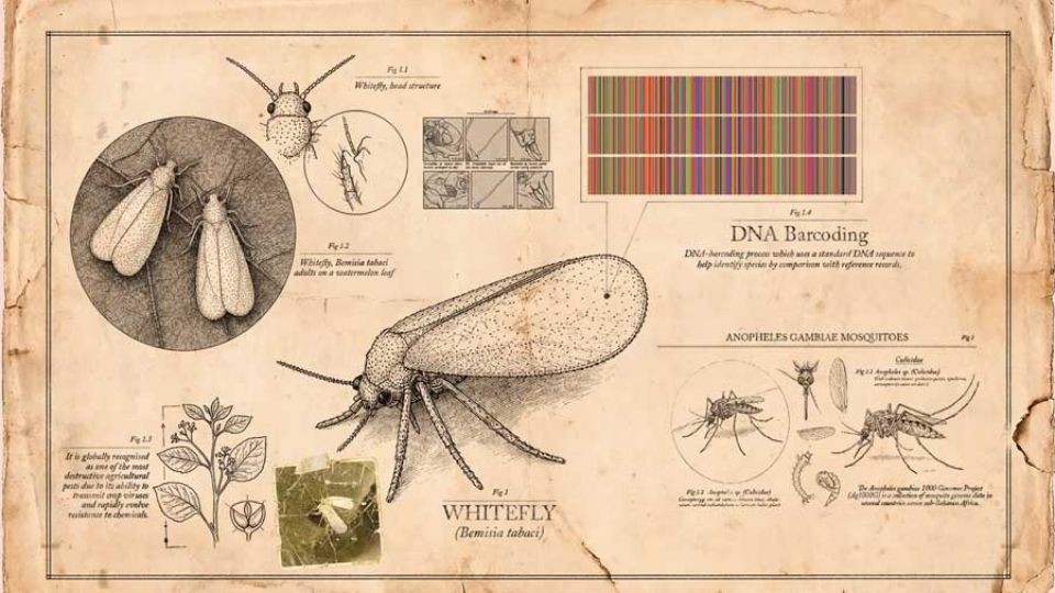DNA detectives are changing the game for insect research in Pakistan