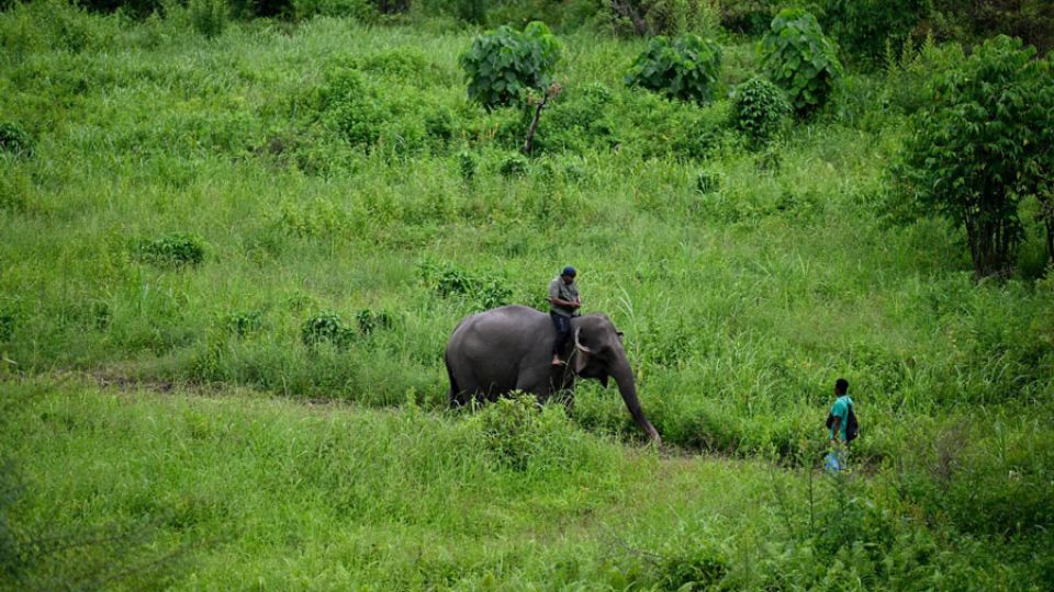 Indonesia’s Sumatran elephants run out of room as wildfires spread