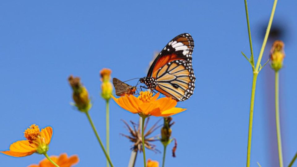Nepal begins a nationwide butterfly count