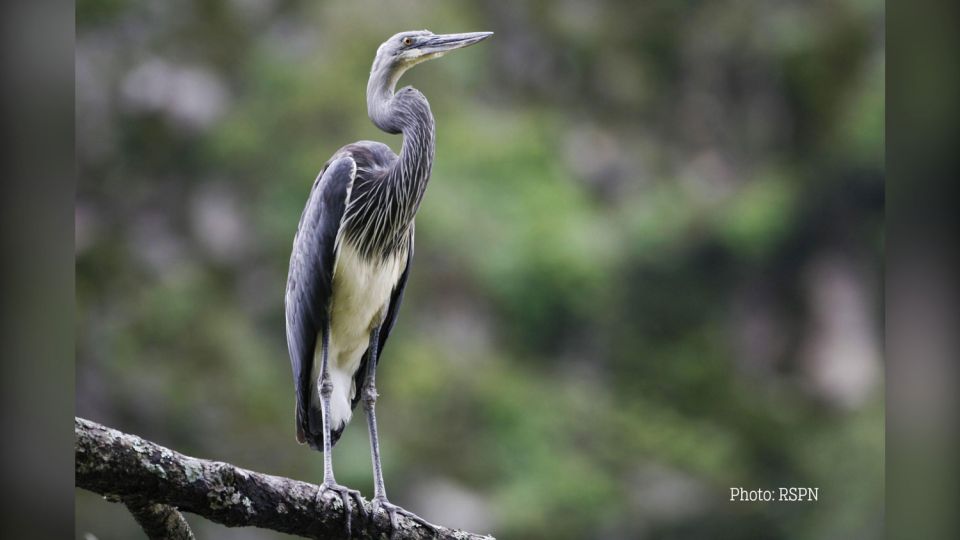 Bhutan authorities, hydropower project to revive critically endangered heron ecosystems