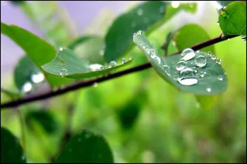 بارش پراکنده باران در سواحل دریای خزر