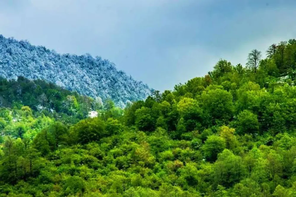 همکاری ایران و دانمارک برای نجات درختان هیرکانی از تغییر اقلیم