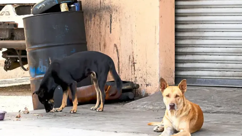 #ProjekTogetherBoleh: How advocates and councils are transforming animal welfare in Malaysia