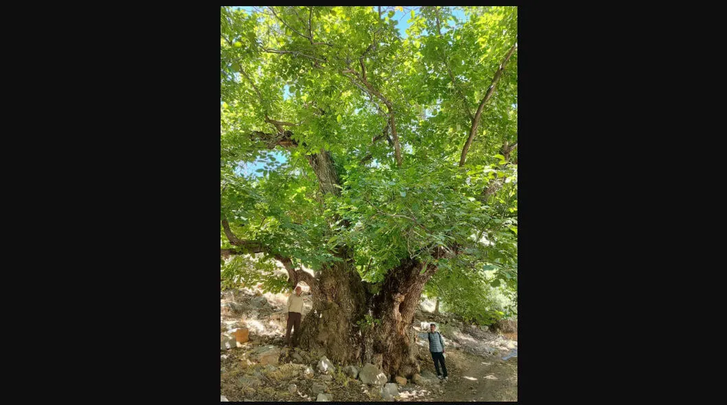 درخت گردو هزارساله در لرستان وارد فهرست میراث ملی شد