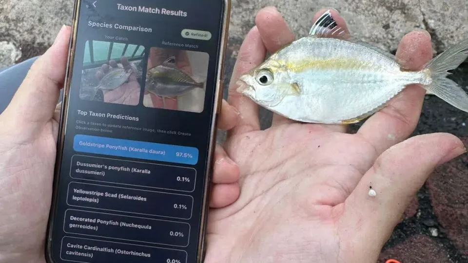 Angler’s Pokedex: Youth build free app to help identify and log Singapore’s fish