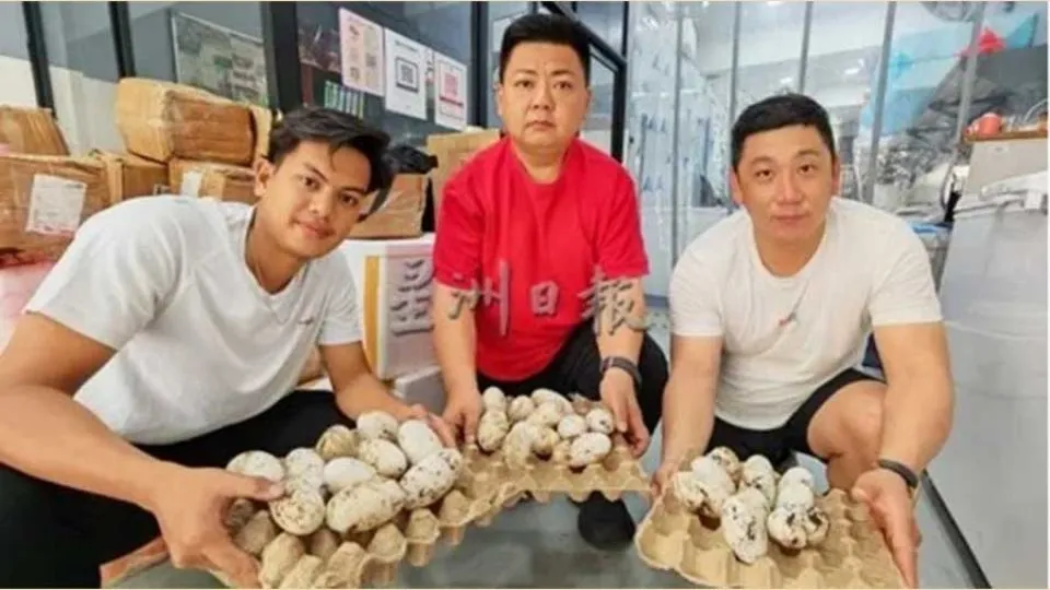 Rare crocodile nest discovered in Malaysia’s Sarawak, 40 eggs expected to hatch soon
