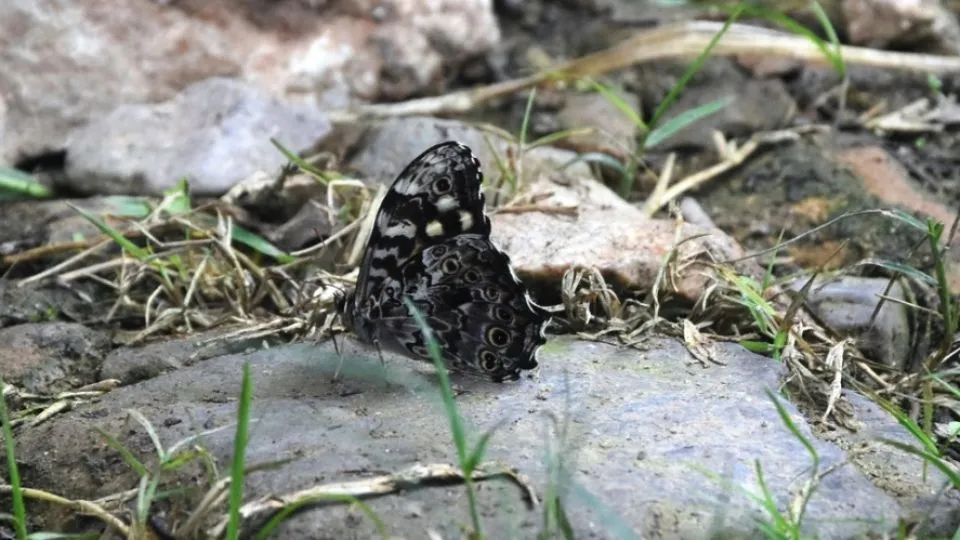 Fourth butterfly count records 173 species across six provinces in Nepal
