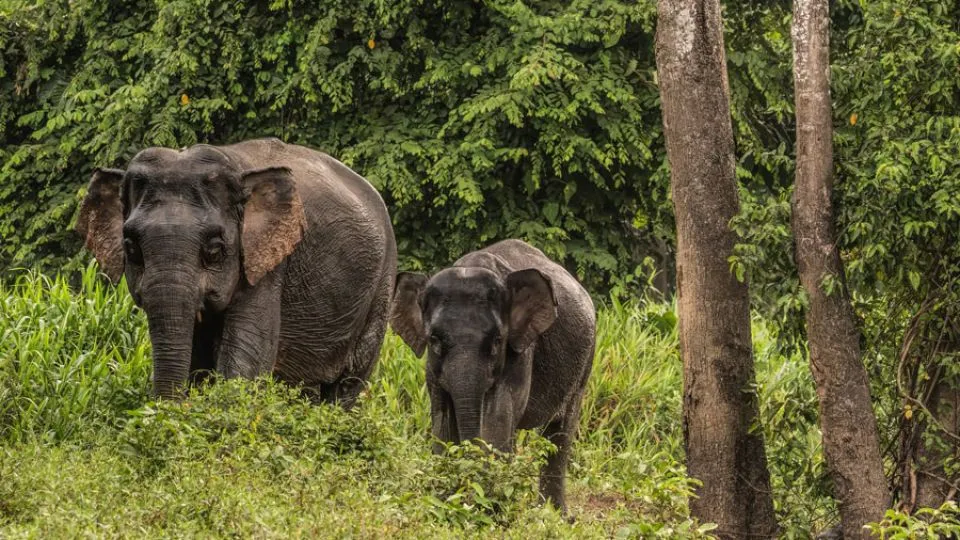 Farmers in Malaysia’s Ipoh want swift action against rogue elephants