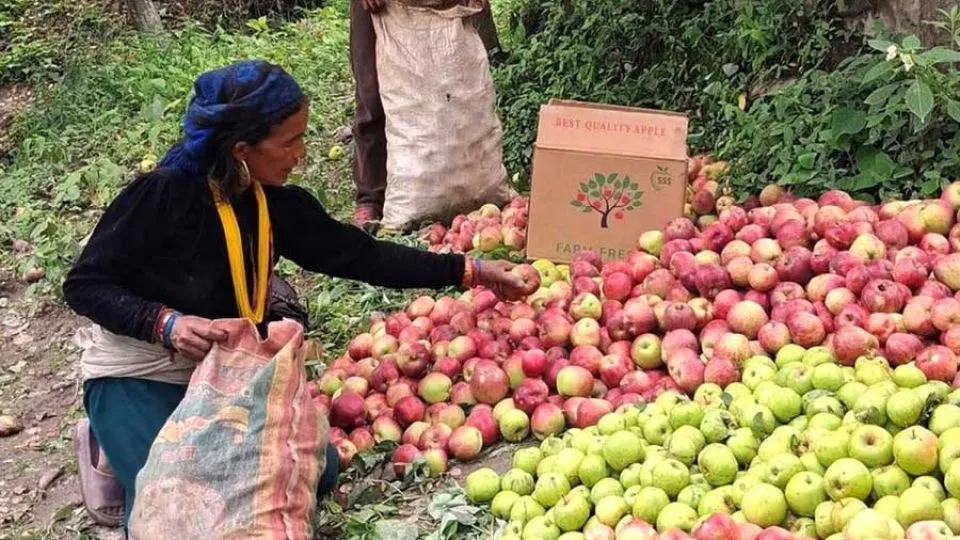 Why Nepal’s Dashain festival apples will cost more this year