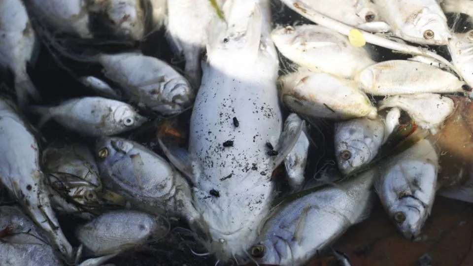Red tide persists in three Brunei districts