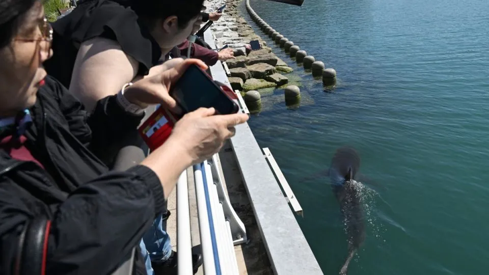 Expert warns that trapped Busan shark ‘Bukang-i’ may have just two weeks to live