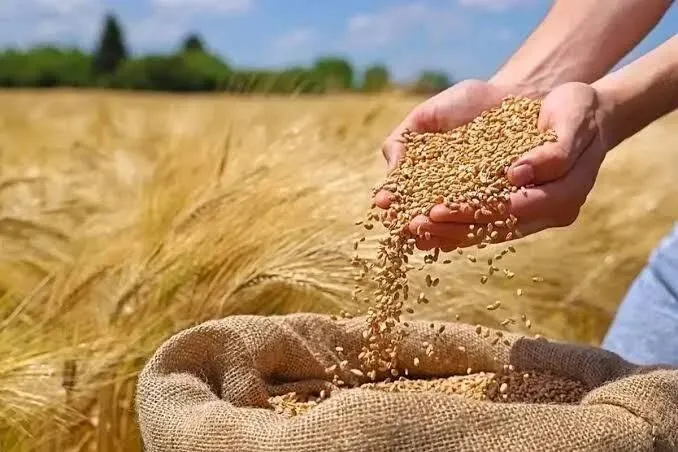 تسویه کامل با گندمکاران تا یک هفته دیگر