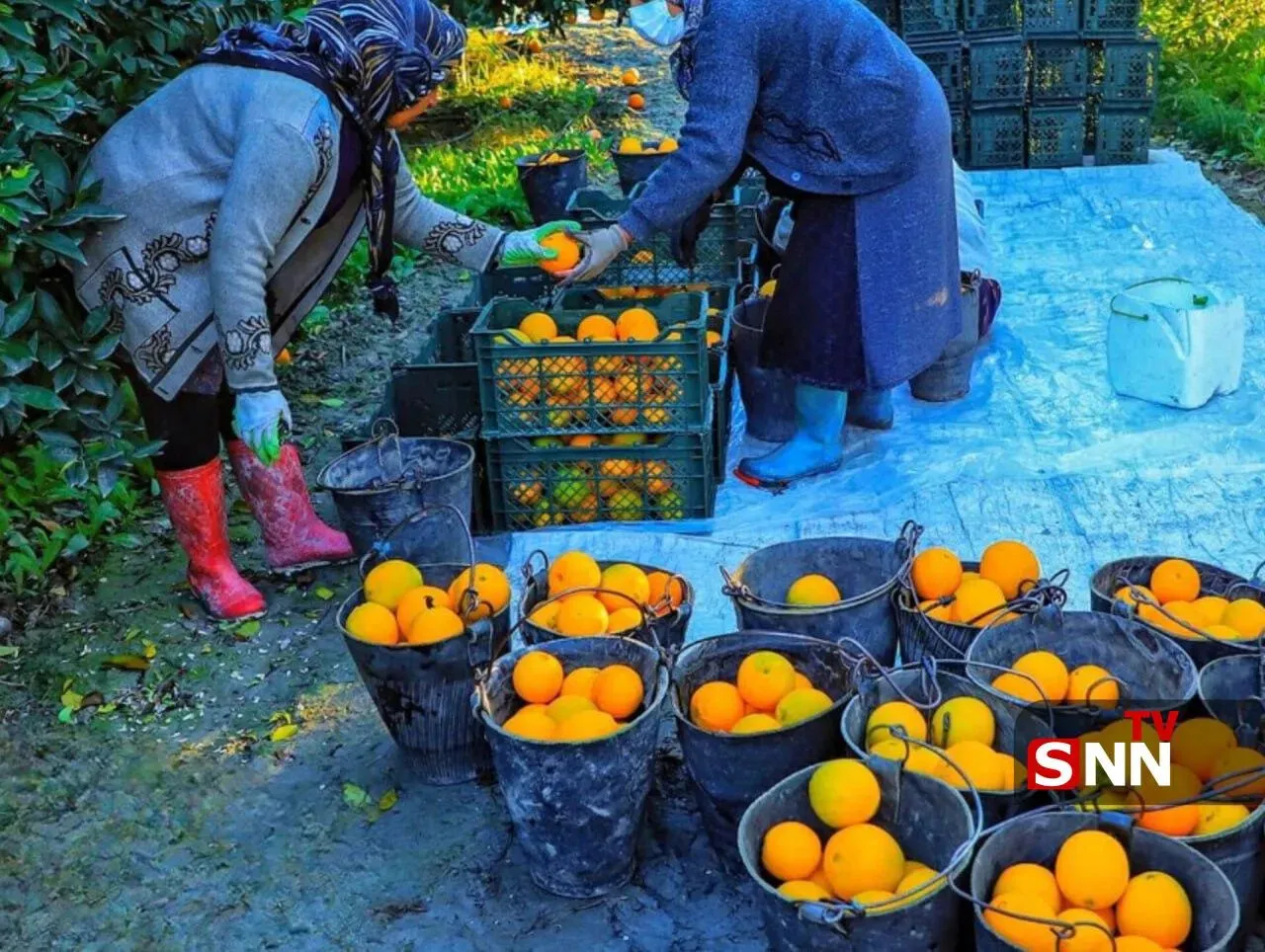 جهاد کشاورزی: عرضه مرکبات رنگ‌شده ممنوع است