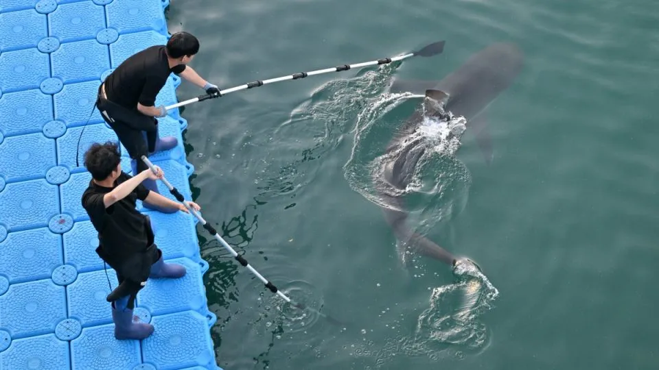 South Korea’s stranded shark Bukang-i returns to sea after a month