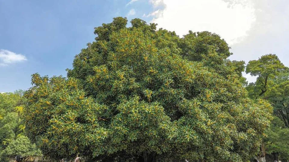 In China’s Nanjing, autumn arrives with the scent of osmanthus