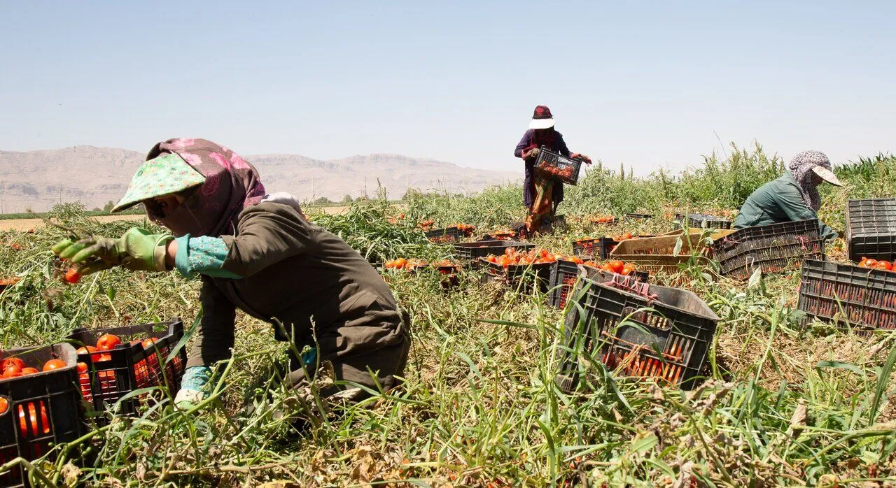 58 هزار زن روستایی و کشاورز مجوز رسمی فعالیت اقتصادی گرفتند