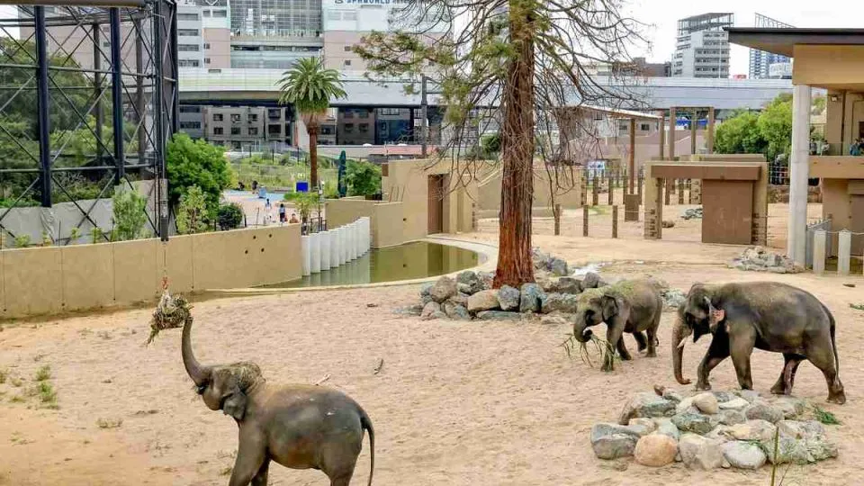 Japan’s Osaka Tennoji Zoo designed to allow elephants to live as if in the wild
