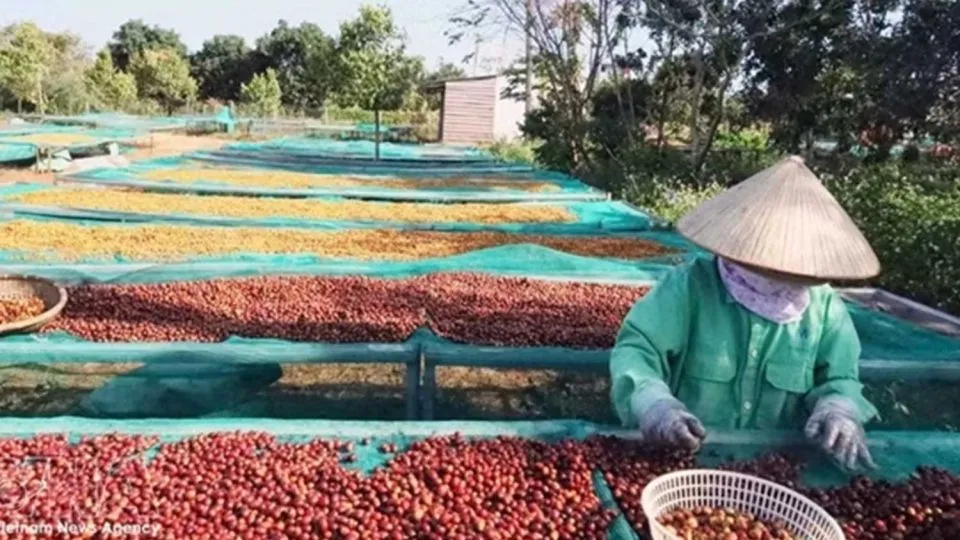 Vietnam’s coffee harvest season begins as selling prices face uncertainty